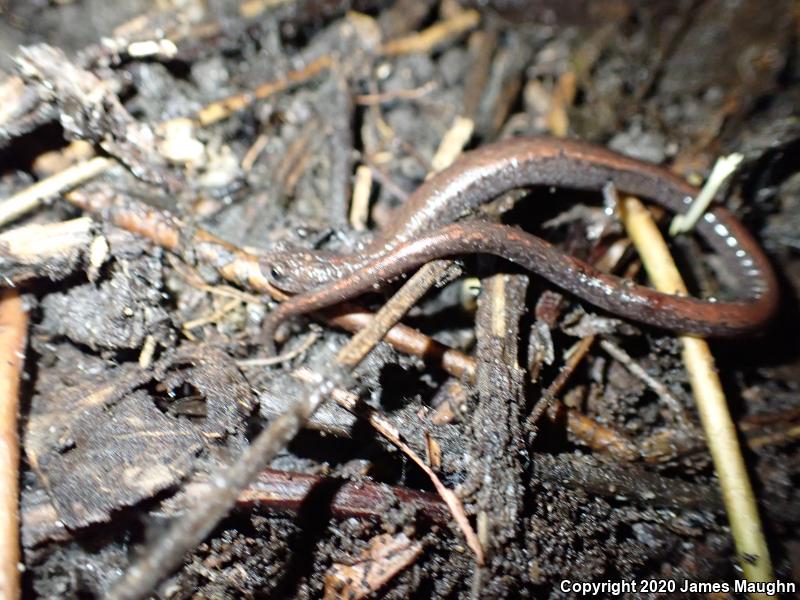 California Slender Salamander (Batrachoseps attenuatus)