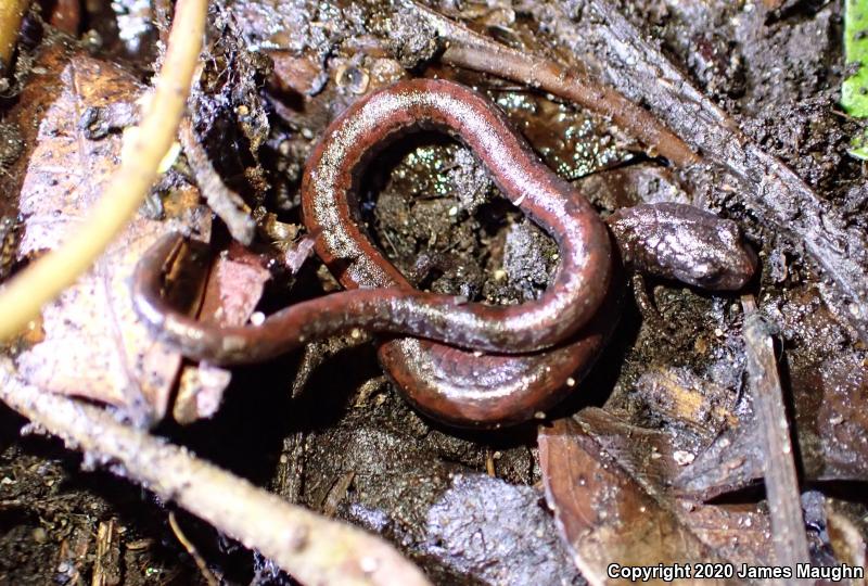 California Slender Salamander (Batrachoseps attenuatus)