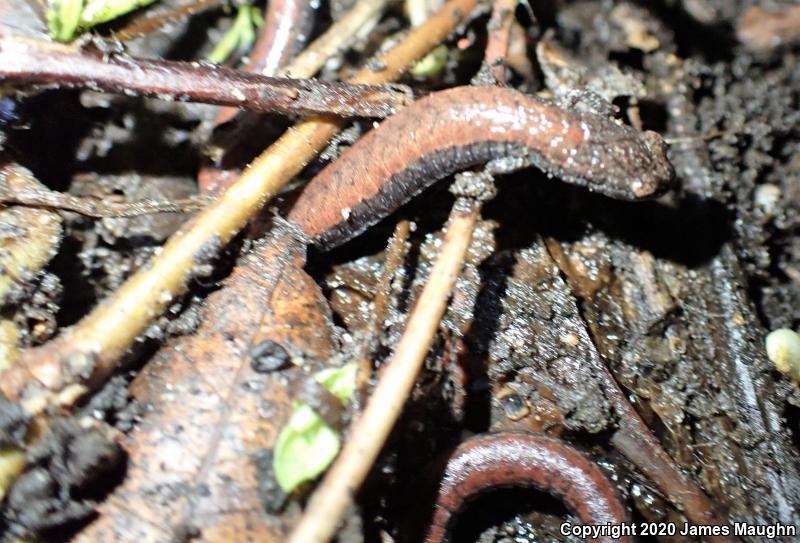 California Slender Salamander (Batrachoseps attenuatus)