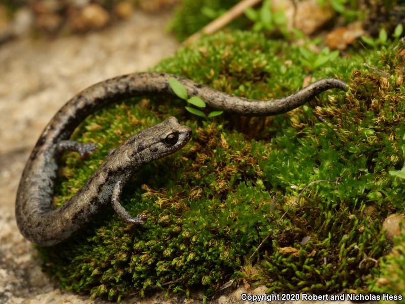 Tehachapi Slender Salamander (Batrachoseps stebbinsi)