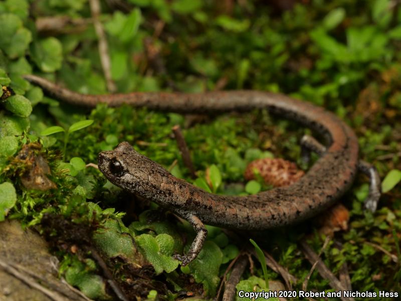 Tehachapi Slender Salamander (Batrachoseps stebbinsi)