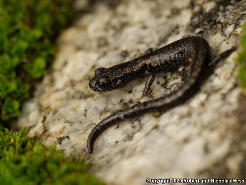 San Gabriel Mountains Slender Salamander (Batrachoseps gabrieli)