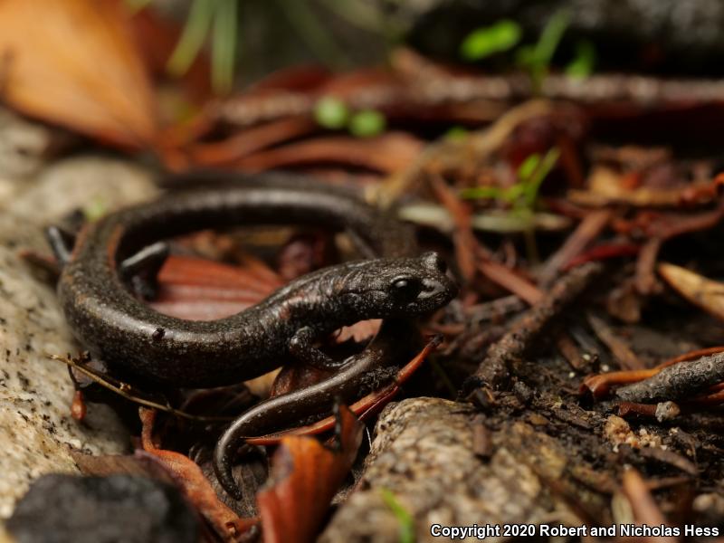 San Gabriel Mountains Slender Salamander (Batrachoseps gabrieli)