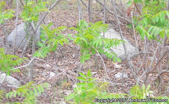 Great Basin Gopher Snake (Pituophis catenifer deserticola)