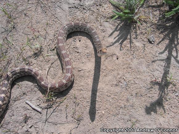 Great Basin Gopher Snake (Pituophis catenifer deserticola)