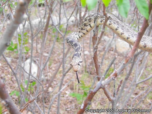 Great Basin Gopher Snake (Pituophis catenifer deserticola)