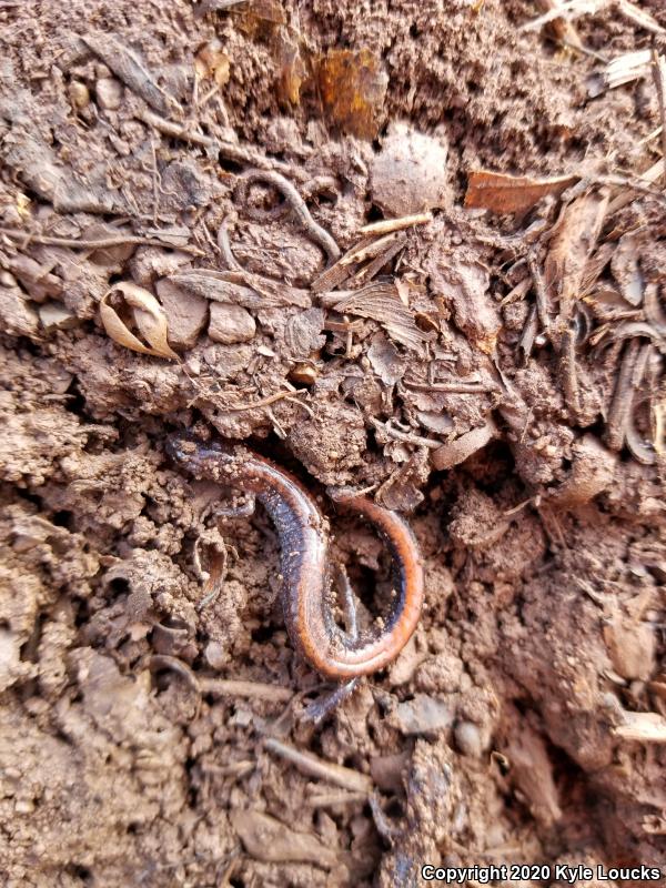 Eastern Red-backed Salamander (Plethodon cinereus)