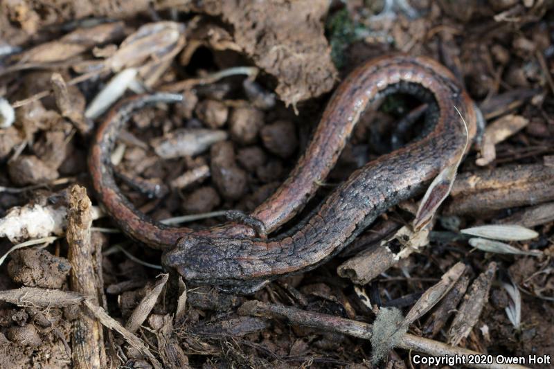 California Slender Salamander (Batrachoseps attenuatus)