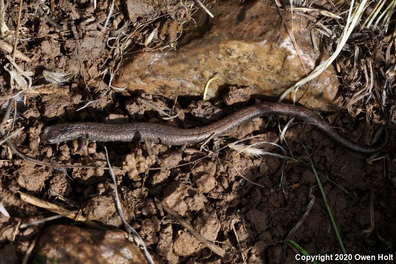 California Slender Salamander (Batrachoseps attenuatus)