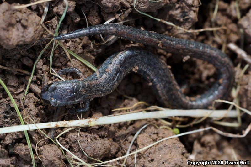 California Slender Salamander (Batrachoseps attenuatus)