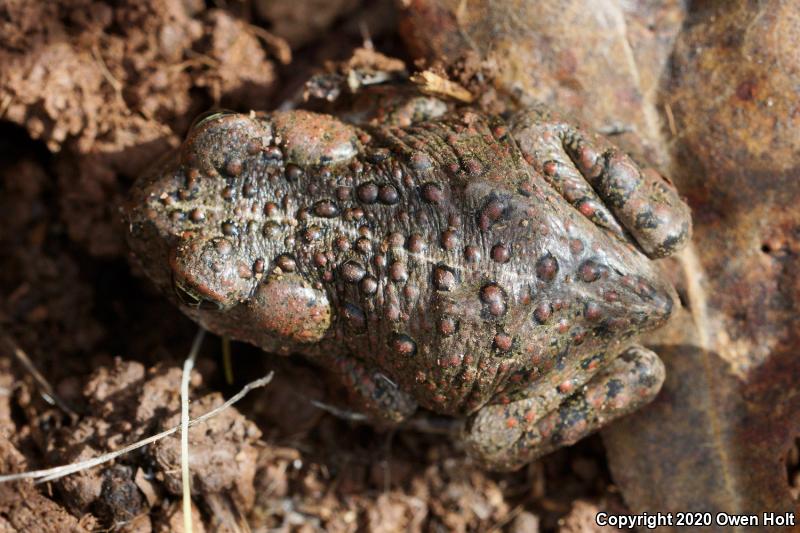 Southern California Toad (Anaxyrus boreas halophilus)