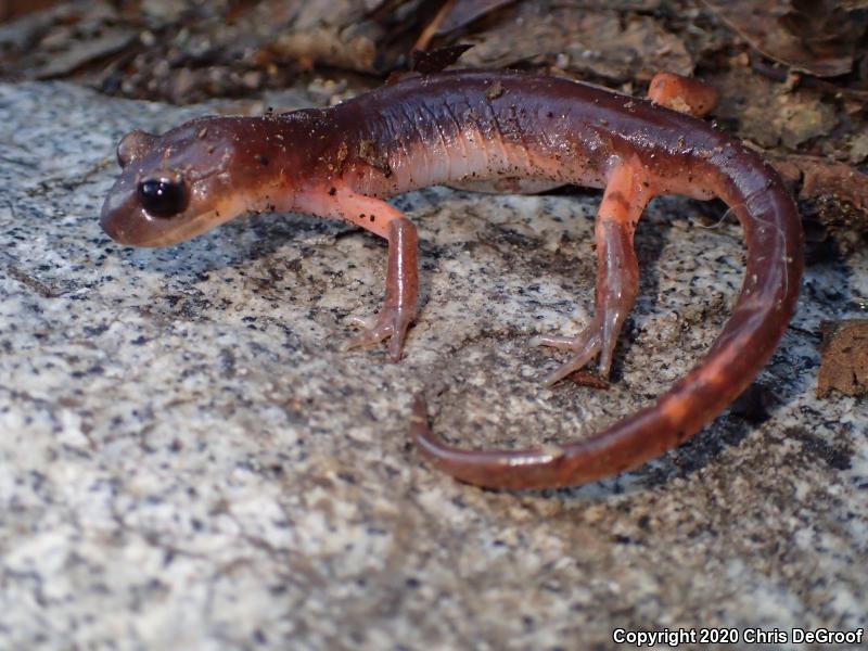 Monterey Ensatina (Ensatina eschscholtzii eschscholtzii)