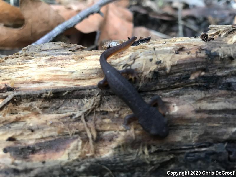 California Newt (Taricha torosa)