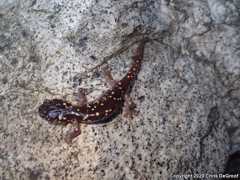 Arboreal Salamander (Aneides lugubris)