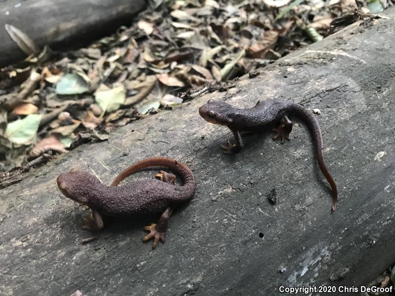 California Newt (Taricha torosa)