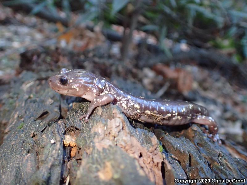 Arboreal Salamander (Aneides lugubris)