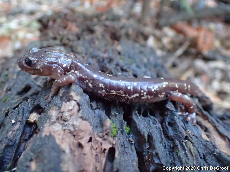 Arboreal Salamander (Aneides lugubris)