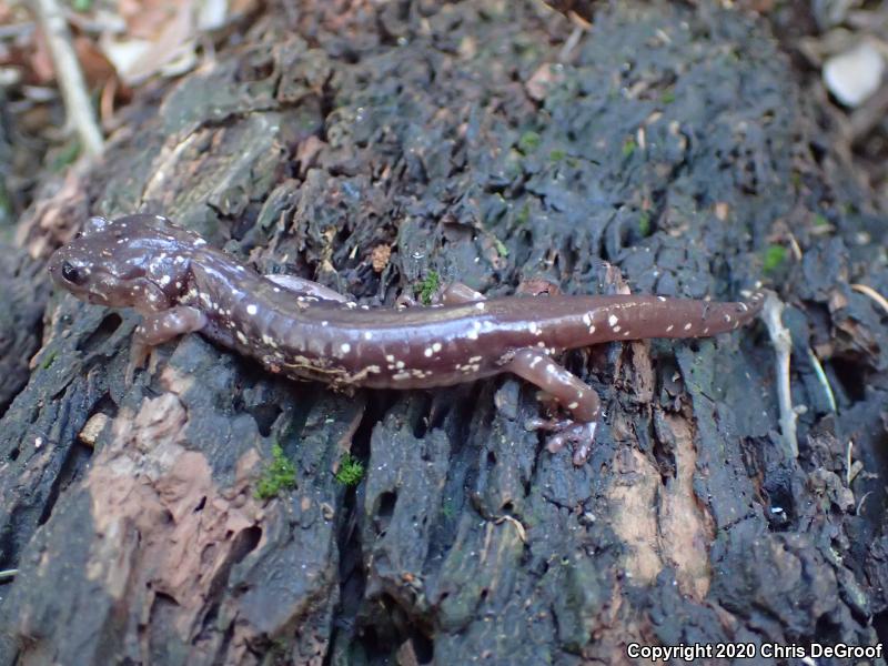 Arboreal Salamander (Aneides lugubris)