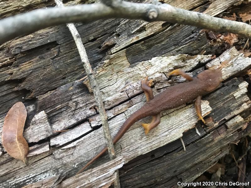 California Newt (Taricha torosa)