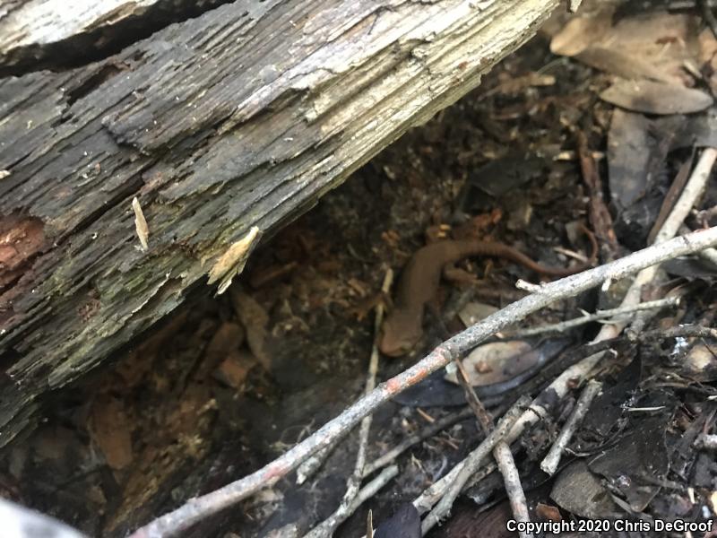 California Newt (Taricha torosa)