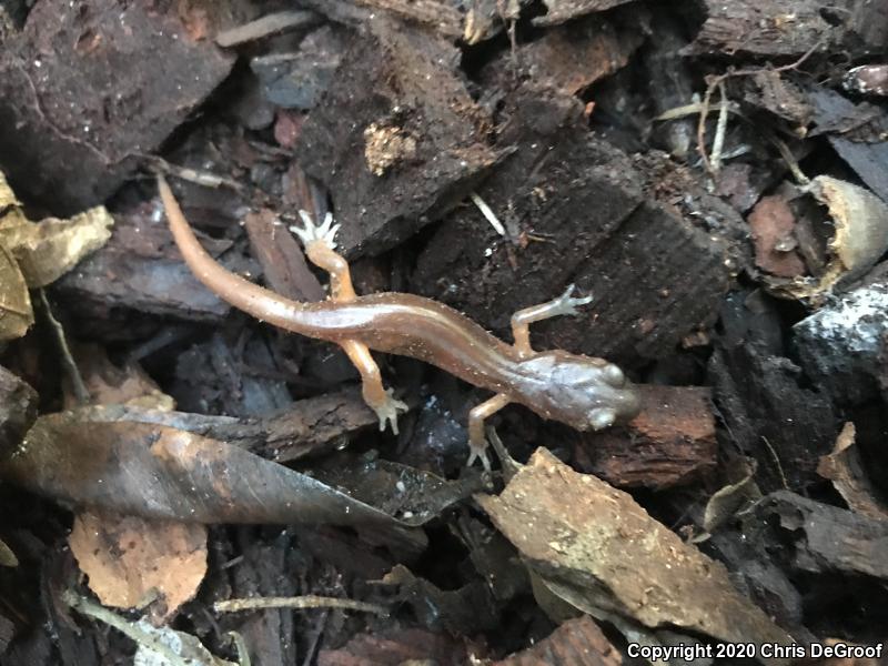 Monterey Ensatina (Ensatina eschscholtzii eschscholtzii)