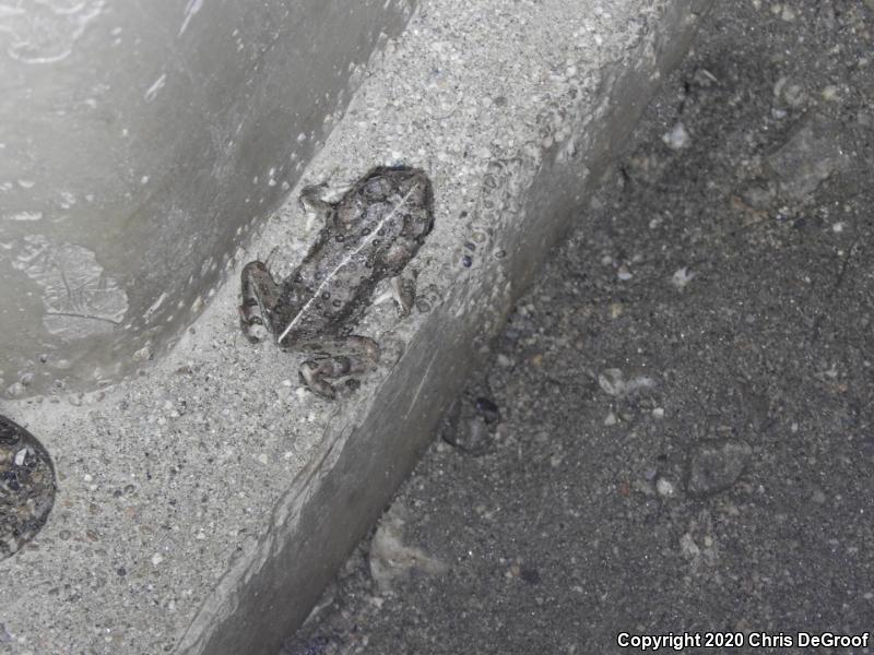 Southern California Toad (Anaxyrus boreas halophilus)