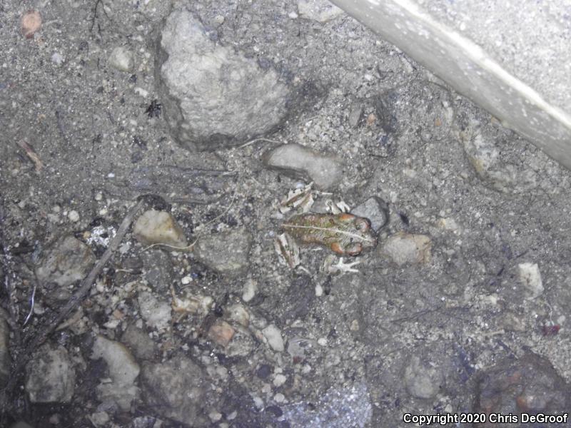 Southern California Toad (Anaxyrus boreas halophilus)