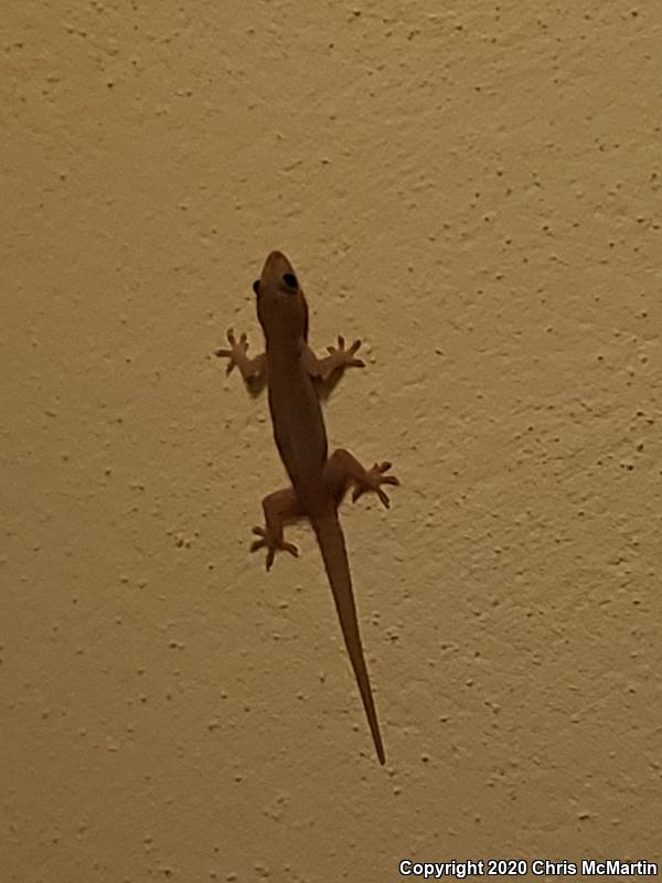 Common House Gecko (Hemidactylus frenatus)