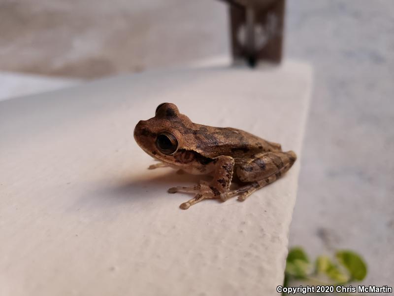 Stauffer's Long-nosed Treefrog (Scinax staufferi)