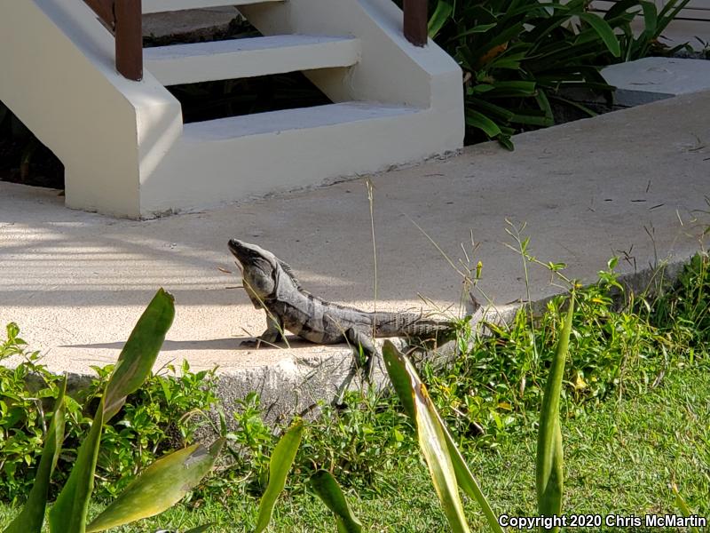 Gray's Spiny-tailed Iguana (Ctenosaura similis)