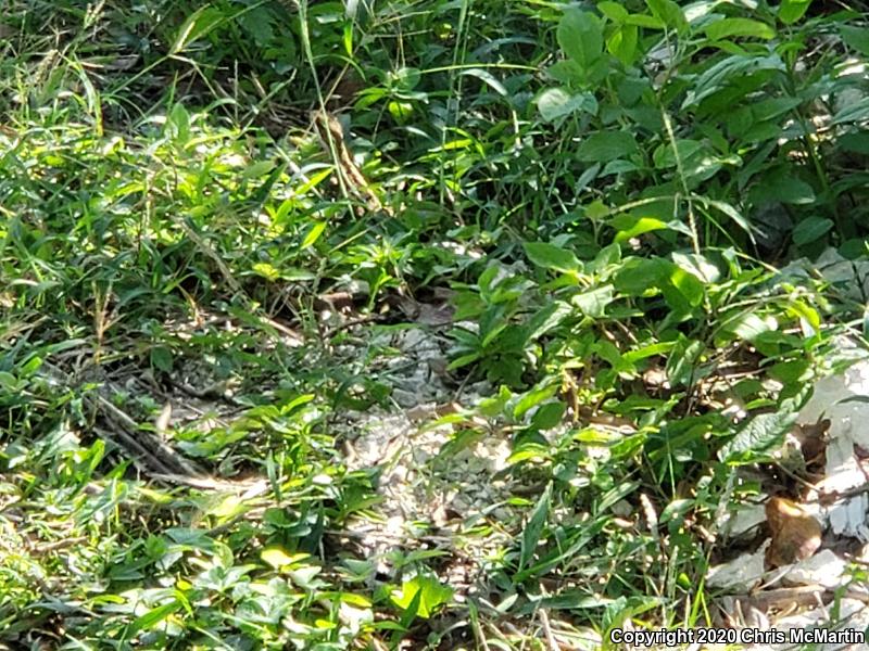 Brown Basilisk (Basiliscus vittatus)