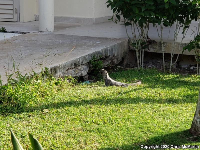 Gray's Spiny-tailed Iguana (Ctenosaura similis)