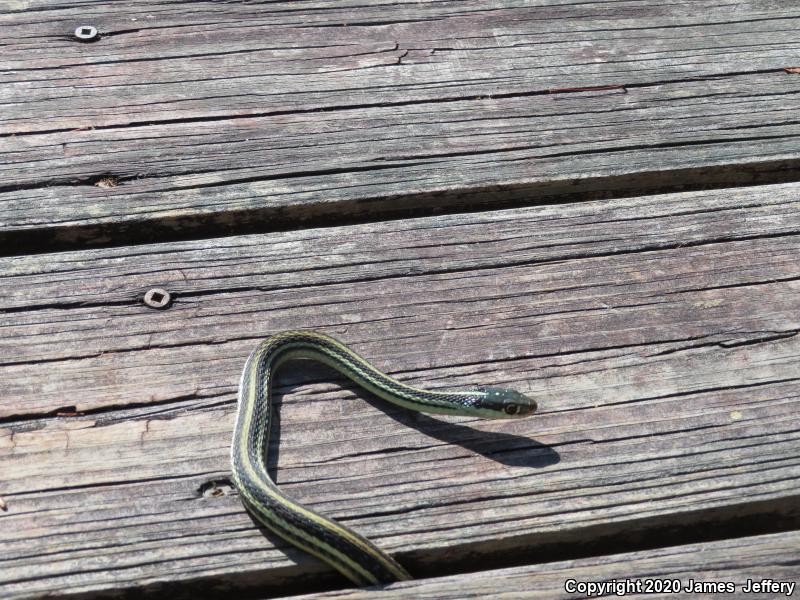 Gulf Coast Ribbonsnake (Thamnophis proximus orarius)