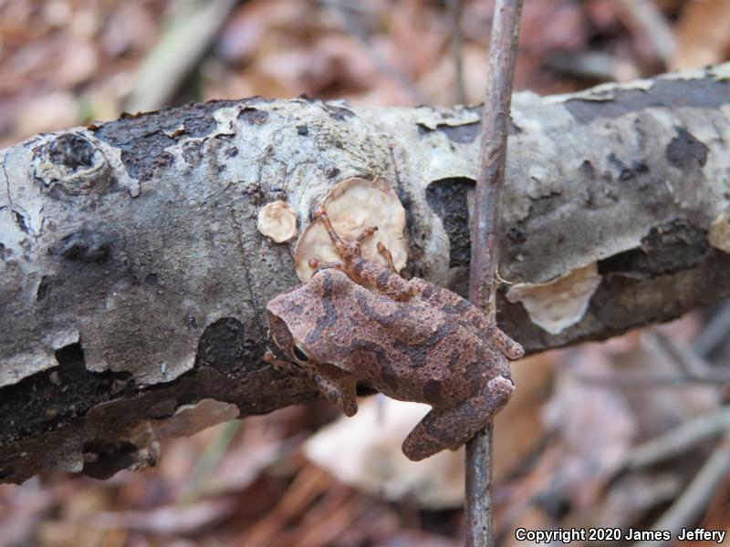 Spring Peeper (Pseudacris crucifer)