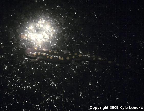 Spotted Salamander (Ambystoma maculatum)