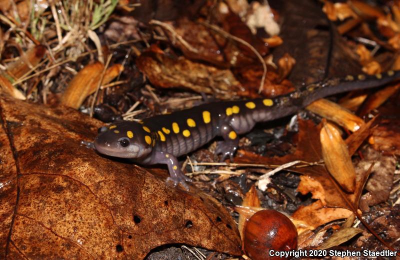 Spotted Salamander (Ambystoma maculatum)