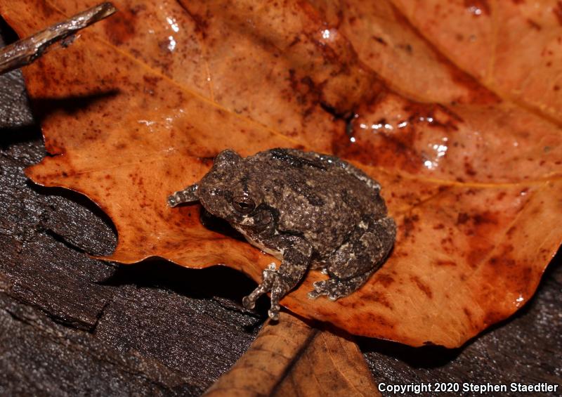 Gray Treefrog (Hyla versicolor)