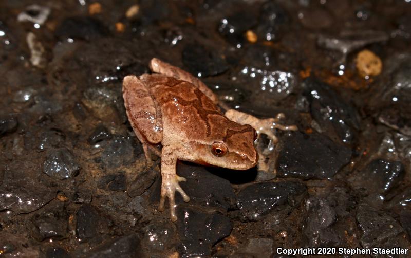 Spring Peeper (Pseudacris crucifer)