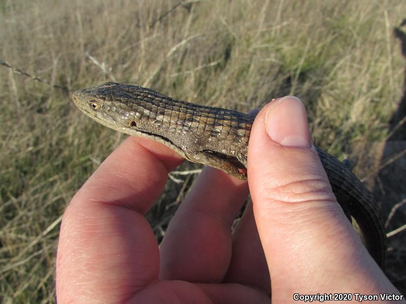 San Diego Alligator Lizard (Elgaria multicarinata webbii)