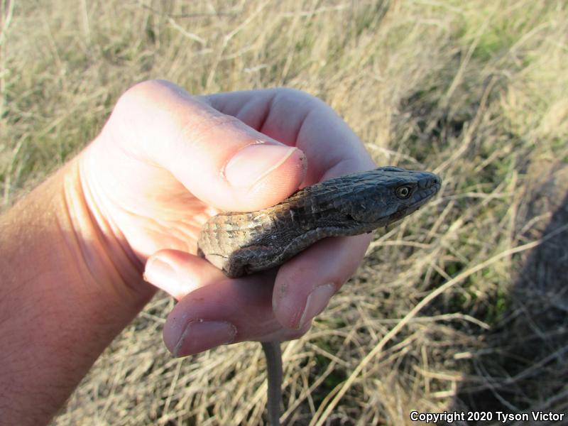 San Diego Alligator Lizard (Elgaria multicarinata webbii)