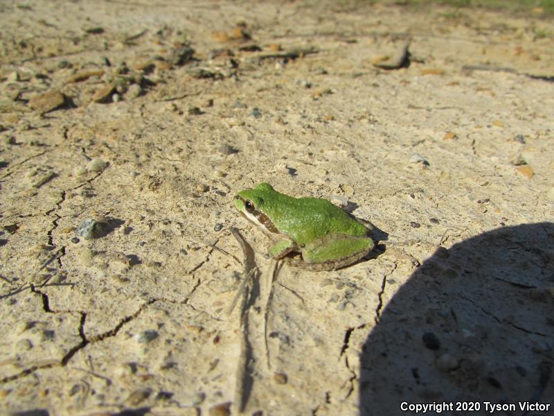 Baja California Treefrog (Pseudacris hypochondriaca)