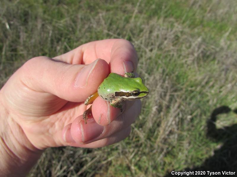 Baja California Treefrog (Pseudacris hypochondriaca)