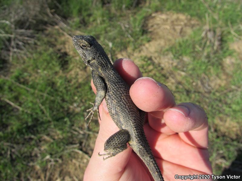 Great Basin Fence Lizard (Sceloporus occidentalis longipes)