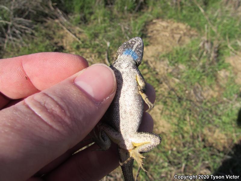 Great Basin Fence Lizard (Sceloporus occidentalis longipes)