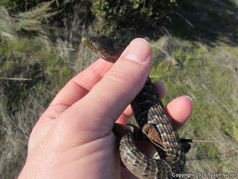 San Diego Alligator Lizard (Elgaria multicarinata webbii)