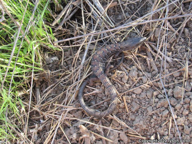 San Diego Alligator Lizard (Elgaria multicarinata webbii)