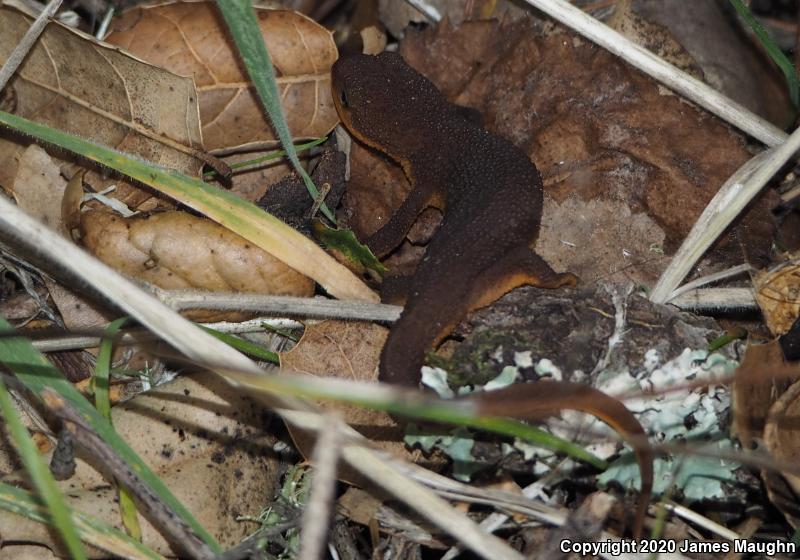 California Newt (Taricha torosa)