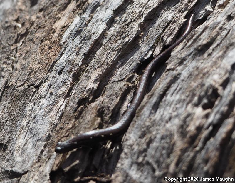 California Slender Salamander (Batrachoseps attenuatus)