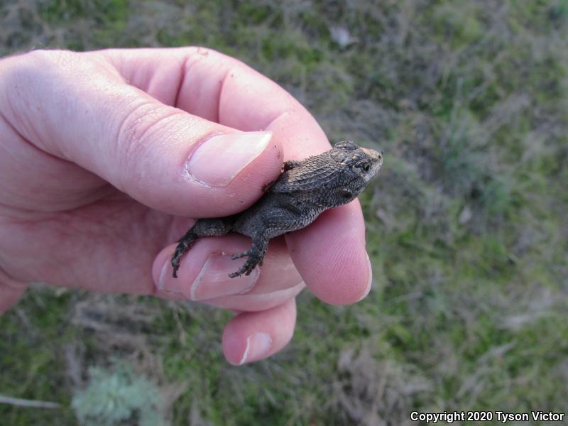 Great Basin Fence Lizard (Sceloporus occidentalis longipes)