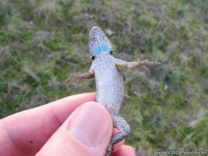 Great Basin Fence Lizard (Sceloporus occidentalis longipes)